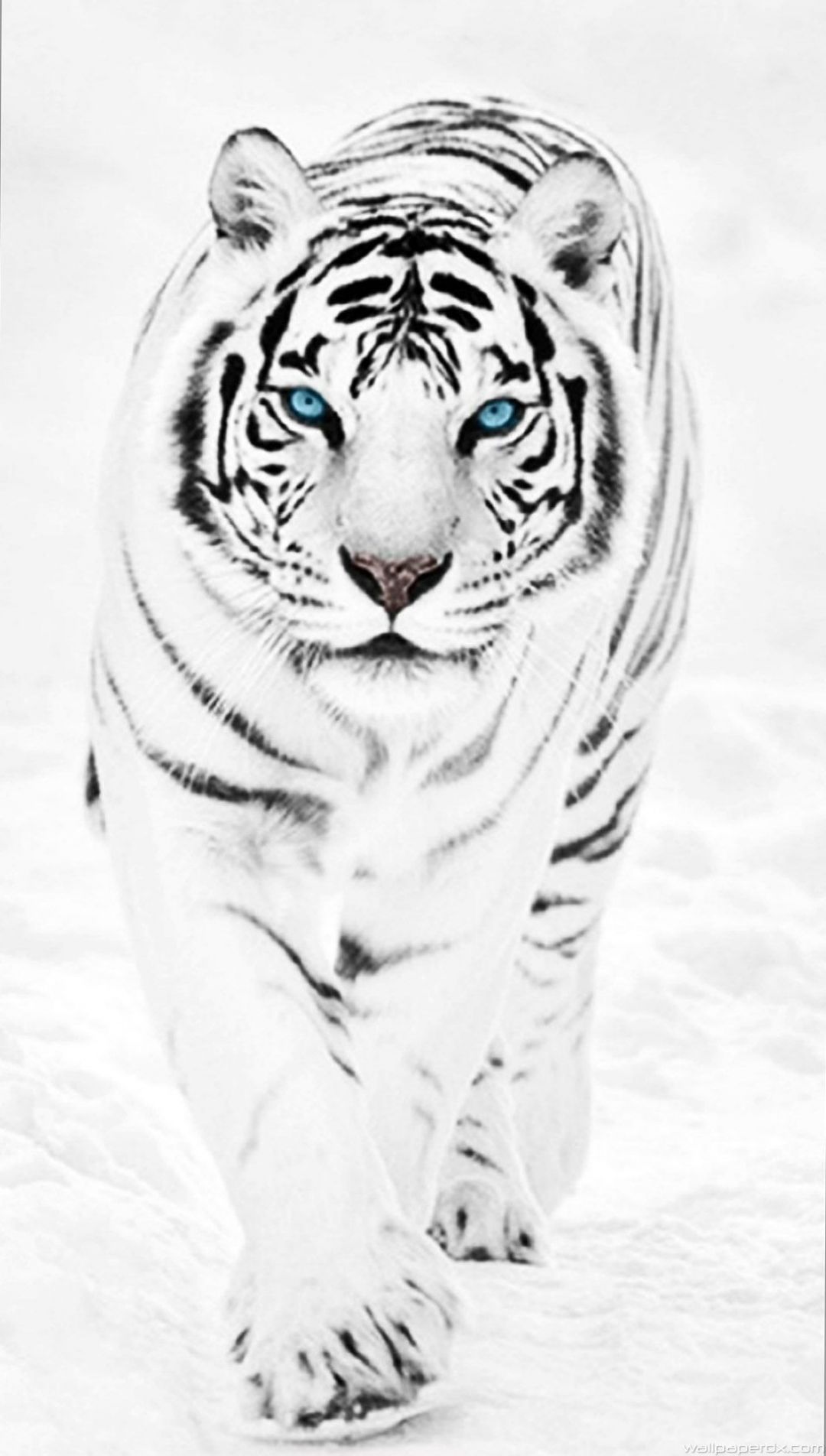 ✓[40+] White Tiger Wallpaper - Android / iPhone HD Wallpaper Background  Download (png / jpg) (2023)