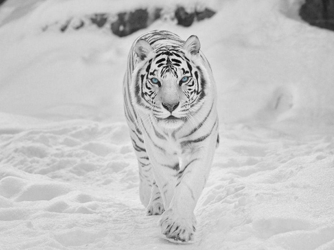 ✓[40+] White Tiger Wallpaper HD - Android / iPhone HD Wallpaper Background  Download (png / jpg) (2023)