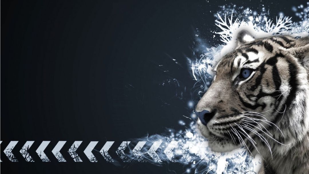 ✓[40+] White Tiger Wallpaper - Bengal Tiger HD Wallpaper Download - Android  / iPhone HD Wallpaper Background Download (png / jpg) (2023)