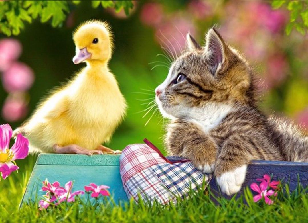✓[135+] Buddies Freinds Best Friends Animals Free Spring Animal Wallpaper -  Android / iPhone HD Wallpaper Background Download (png / jpg) (2023)