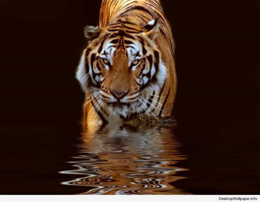 ✓[75+] tiger wallpaper HD for mobile - Android / iPhone HD Wallpaper  Background Download (png / jpg) (2023)