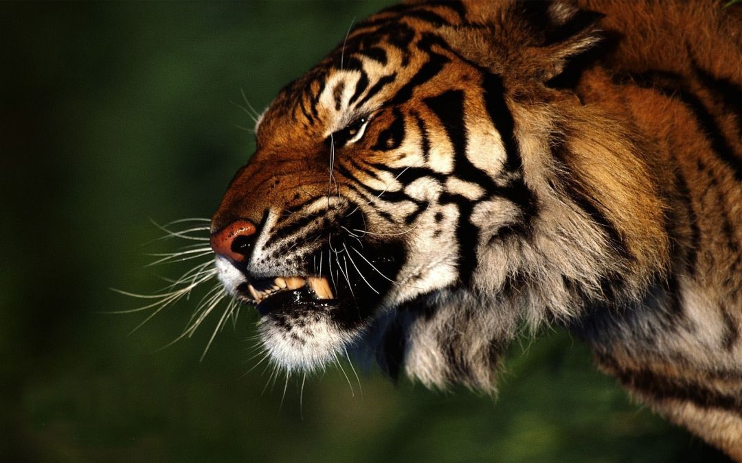 ✓[75+] Angry tiger wallpaper download - Android / iPhone HD Wallpaper  Background Download (png / jpg) (2023)