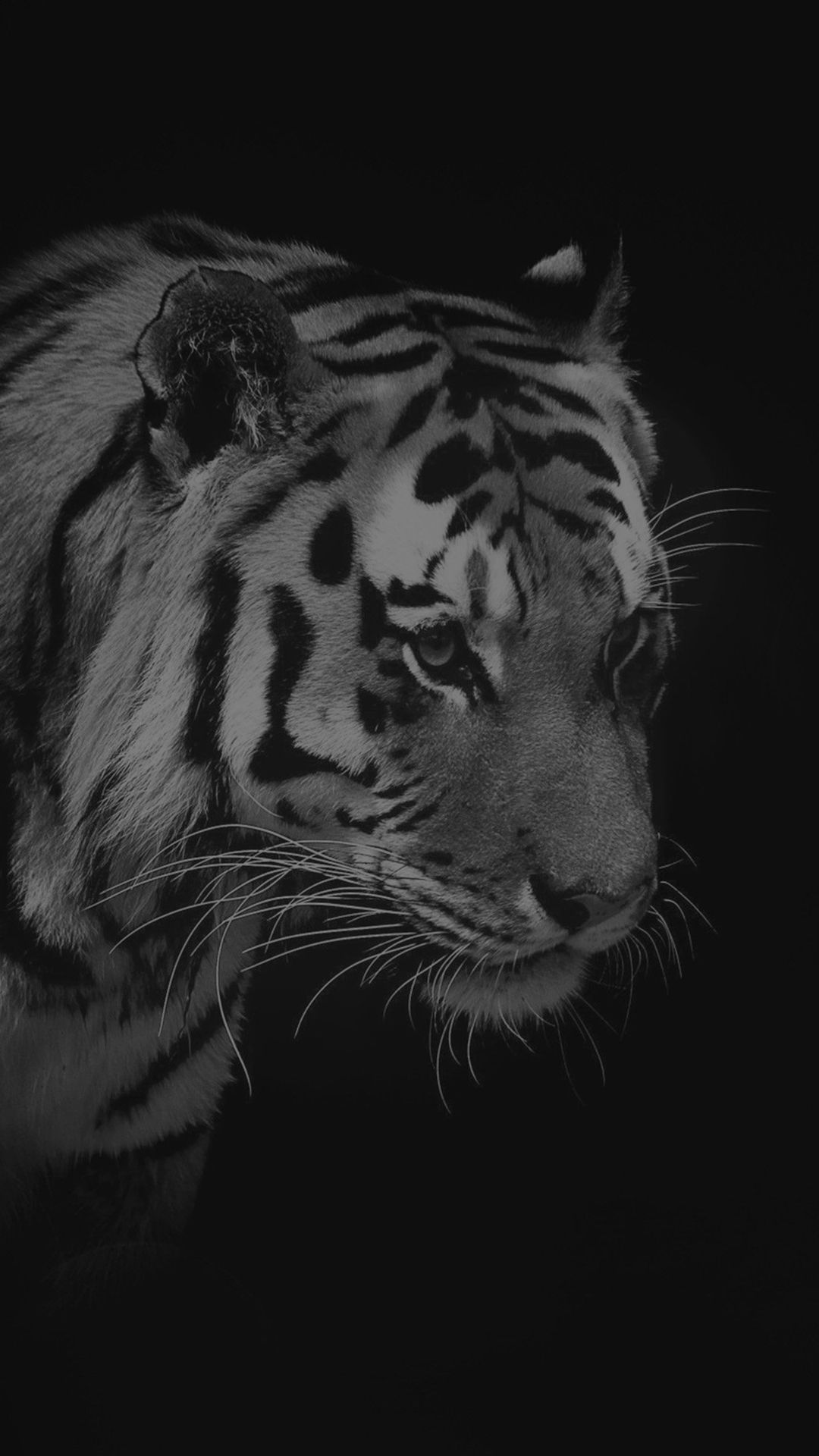✓[45+] Tiger Dark Animal Love Nature #iPhone #wallpaper. iPhone 6 8 -  Android / iPhone HD Wallpaper Background Download (png / jpg) (2023)