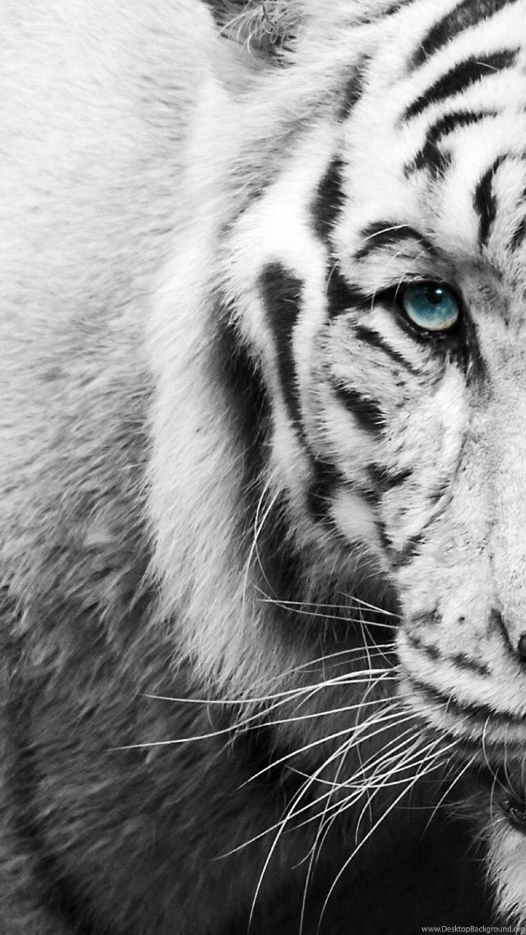 ✓[45+] Black White Tiger iPhone 6 Wallpaper HD Wallpaper Desktop Background  - Android / iPhone HD Wallpaper Background Download (png / jpg) (2023)