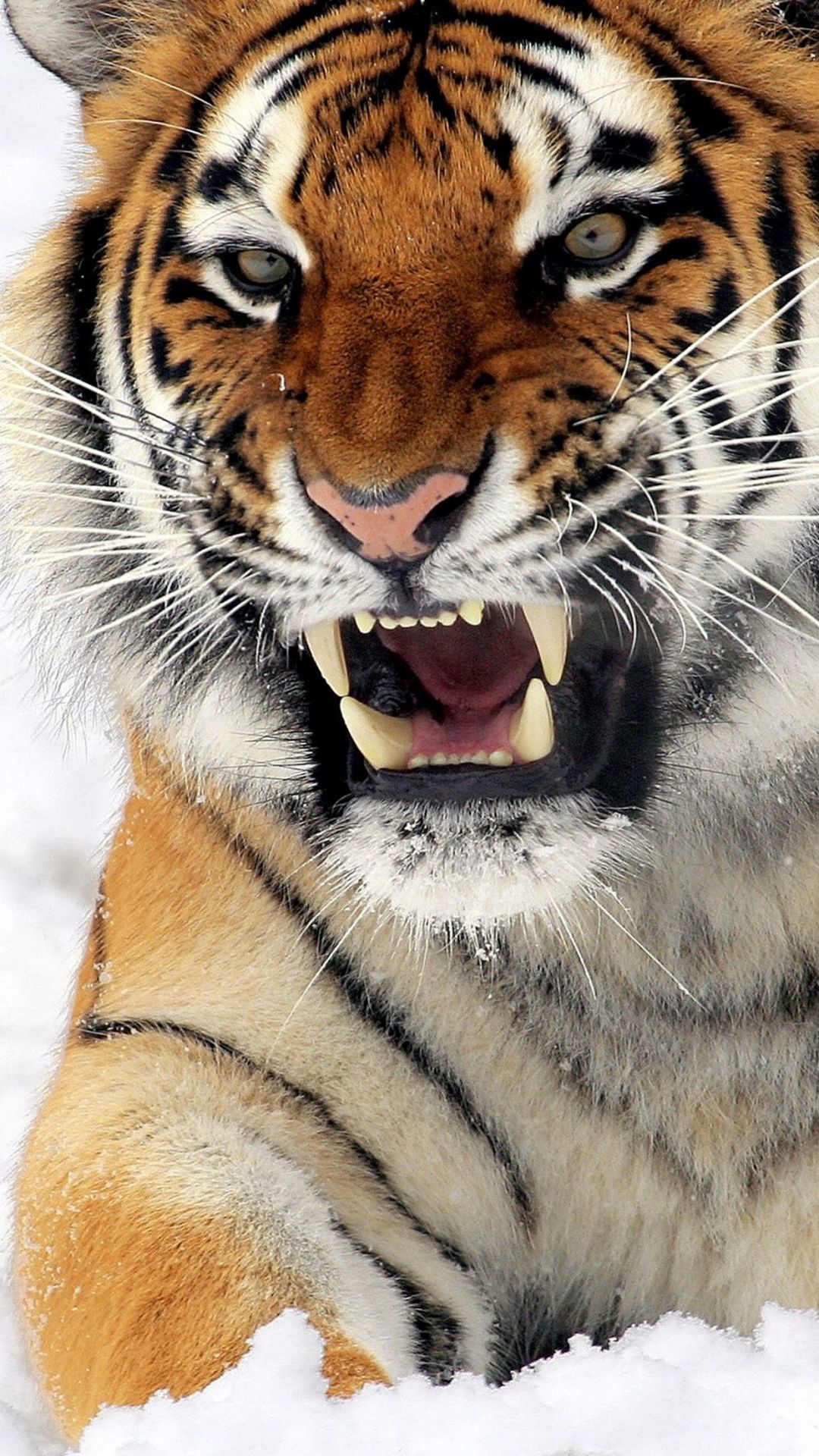 ✓[45+] Felines Tiger Wallpaper for iPhone X, 8, 7, 6 - Android / iPhone HD  Wallpaper Background Download (png / jpg) (2023)