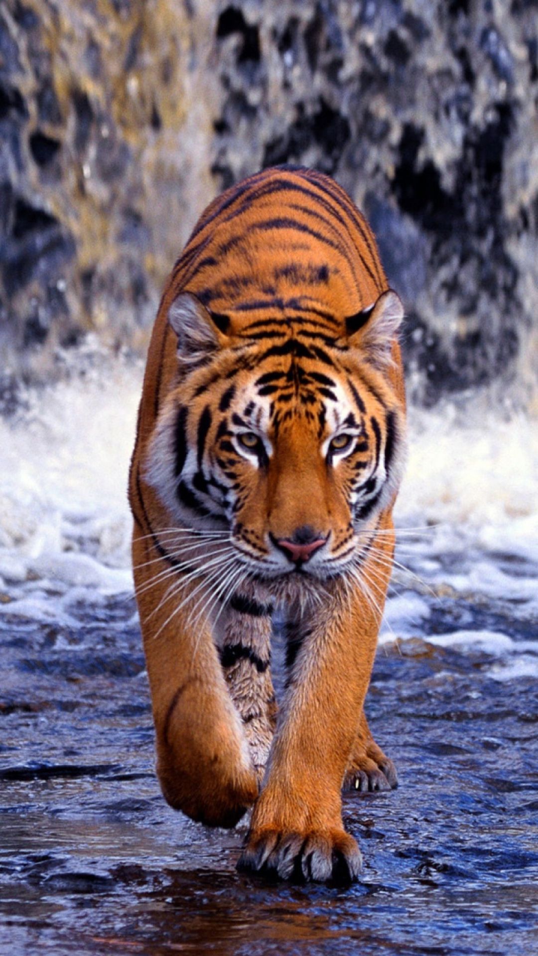 Best Tiger iPhone HD Wallpapers  iLikeWallpaper