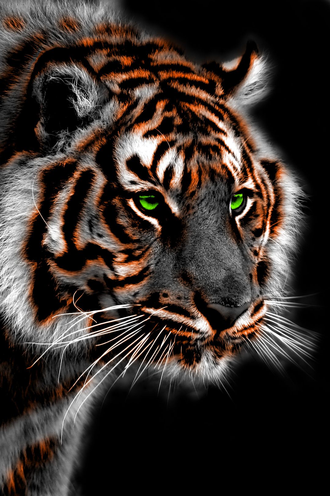 ✓[45+] Saber Tooth Tiger Wallpaper - Android / iPhone HD Wallpaper  Background Download (png / jpg) (2023)