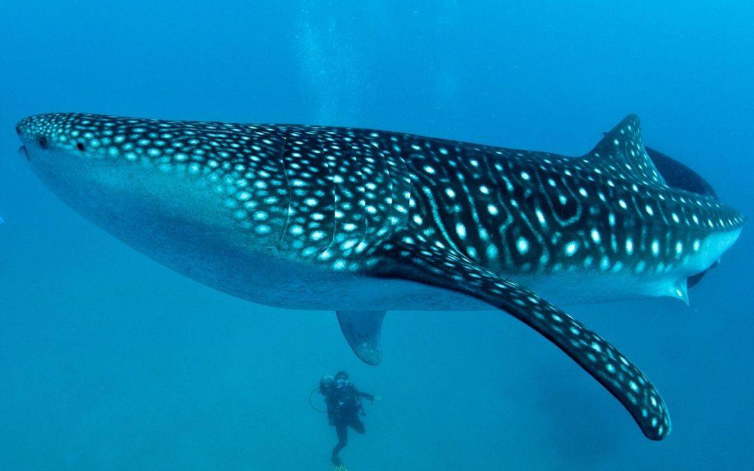 ✓[90+] Whale Shark Desktop Wallpaper HD Widescreen Free Download - Android  / iPhone HD Wallpaper Background Download (png / jpg) (2023)