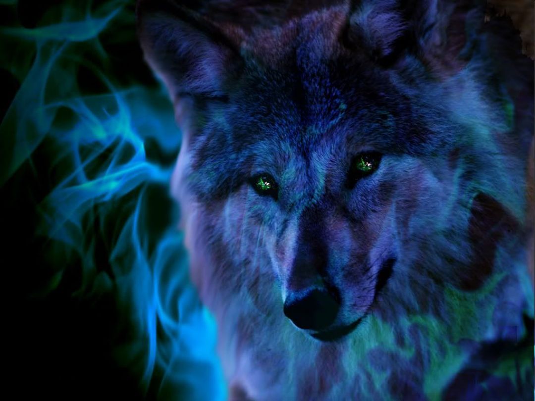 ✓[170+] What Does Your Spirit Animal Say About You?. Wolf, Wolf wallpaper -  Android / iPhone HD Wallpaper Background Download (png / jpg) (2023)