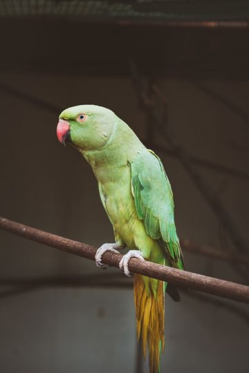 ✓[50+] Colorful Parrot Birds Image, Photo Wallpaper Download - Android /  iPhone HD Wallpaper Background Download (png / jpg) (2023)
