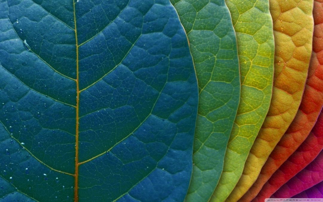 ✓[115+] Colorful Leaves ❤ 4K HD Desktop Wallpaper for 4K Ultra HD TV -  Android / iPhone HD Wallpaper Background Download (png / jpg) (2023)