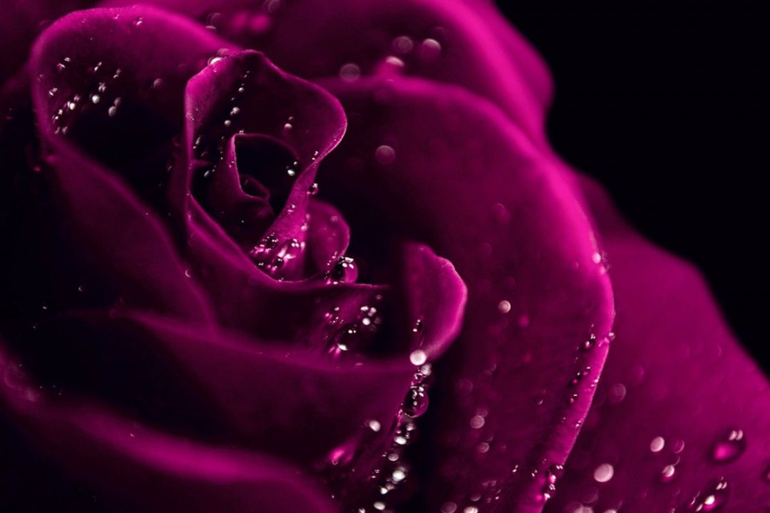 ✓[80+] Dark Wallpaper And Flowers - Dark Pink Rose HD - Android / iPhone HD  Wallpaper Background Download (png / jpg) (2023)