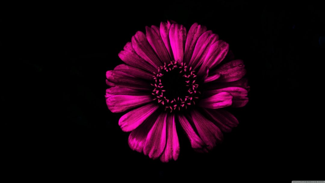 ✓[80+] Dark Flower ❤ 4K HD Desktop Wallpaper for 4K Ultra HD TV - Android /  iPhone HD Wallpaper Background Download (png / jpg) (2023)