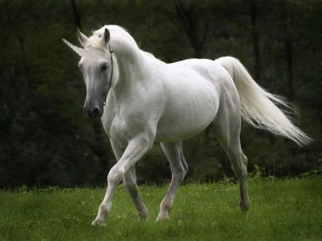 ✓[100+] Other: Mystical Beauty Running Horse White Fantasy Pure Dreamy -  Android / iPhone HD Wallpaper Background Download (png / jpg) (2023)