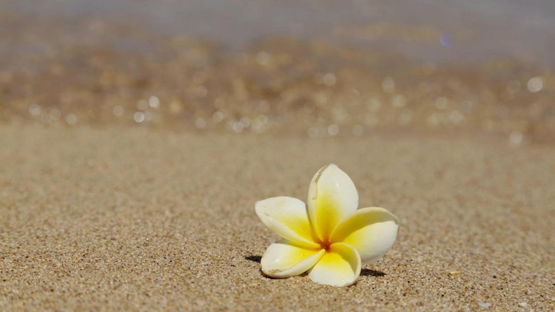 ✓[95+] Free Hawaii Flower Wallpaper Phone - Android / iPhone HD Wallpaper  Background Download (png / jpg) (2023)