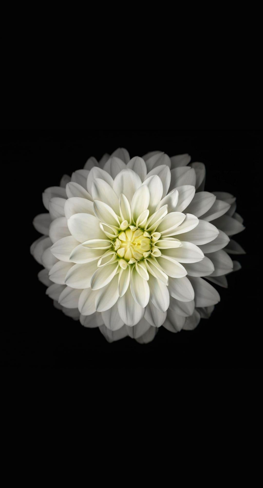 ✓[90+] Best White Flower iPhone Wallpaper Ideas - iPhone 7 - Android /  iPhone HD Wallpaper Background Download (png / jpg) (2023)