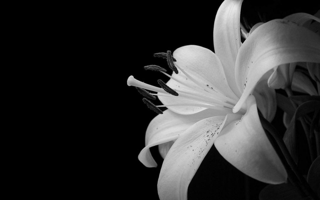 ✓ [90+] Black and White Flower - Android, iPhone, Desktop HD Backgrounds /  Wallpapers (1080p, 4k) (2023)