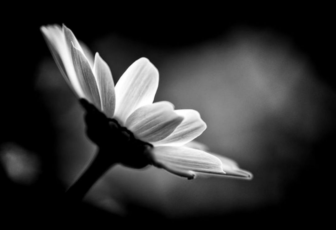✓[90+] Flowers Black And White With Color Wallpaper Free HD. Net - Android  / iPhone HD Wallpaper Background Download (png / jpg) (2023)