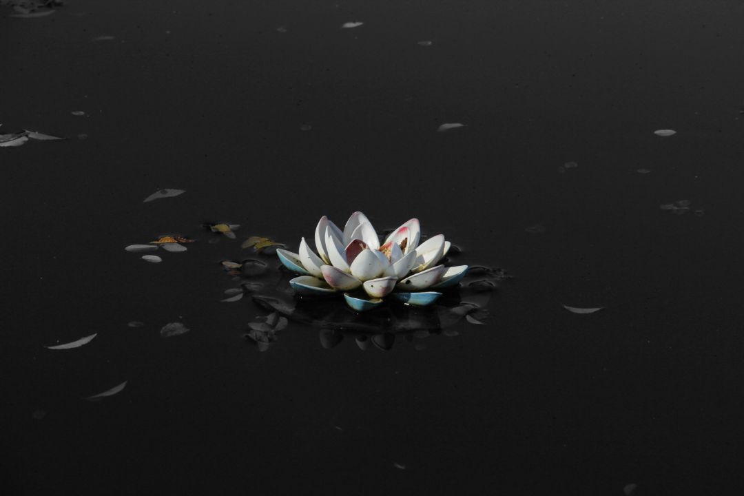 ✓[90+] Black Lotus Flower Wallpaper HD Resolution. Natures Wallpaper -  Android / iPhone HD Wallpaper Background Download (png / jpg) (2023)