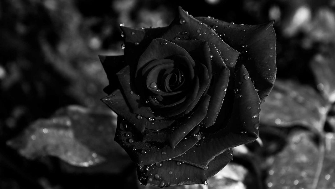 ✓[95+] Black Roses Background Trends With Rose Wallpaper Image Photo -  Android / iPhone HD Wallpaper Background Download (png / jpg) (2023)