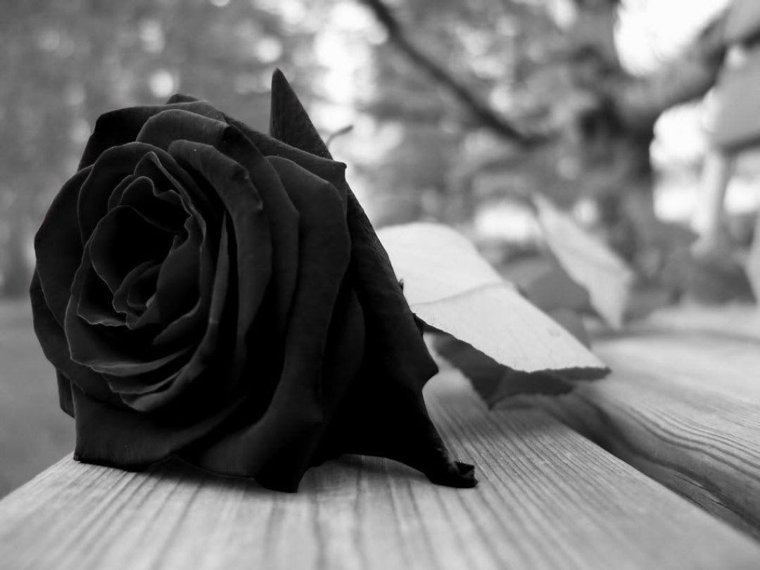 ✓[95+] Black Rose Wallpaper, Beautiful Black Roses HD Wallpaper For Free -  Android / iPhone HD Wallpaper Background Download (png / jpg) (2023)