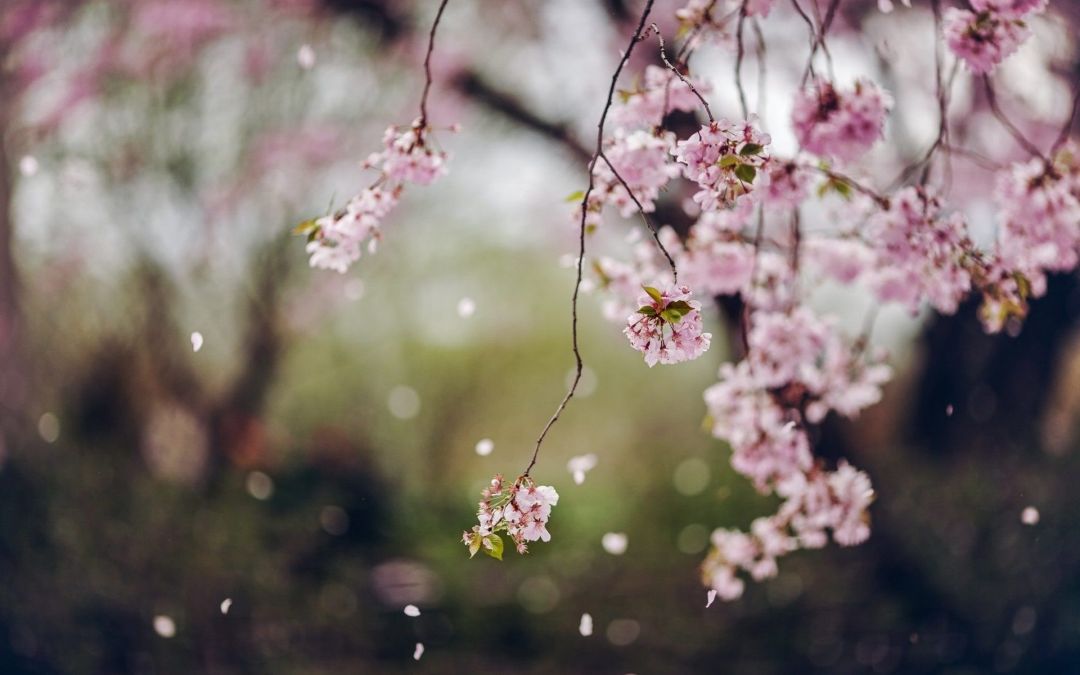 ✓[125+] Cherry Blossom Tree Wallpaper - Android / iPhone HD Wallpaper  Background Download (png / jpg) (2023)