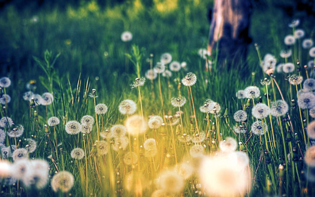 ✓[135+] Dandelion Wallpaper 20 - 1920 X 1200 - Android / iPhone HD Wallpaper  Background Download (png / jpg) (2023)