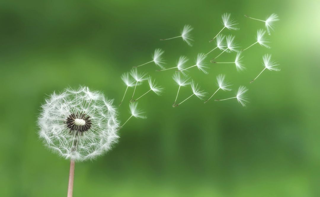 ✓[135+] Dandelion wallpaper, Earth, HQ Dandelion picture. 4K - Android /  iPhone HD Wallpaper Background Download (png / jpg) (2023)
