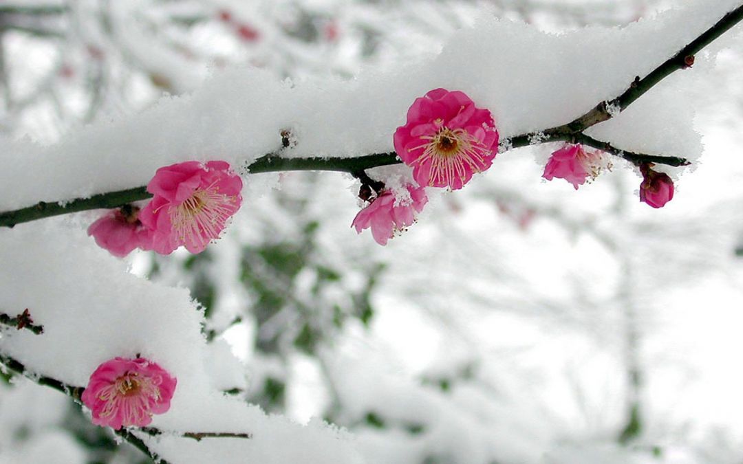 ✓[85+] Cherry branches in the snow. Snow Flowers. Cherry - Android / iPhone  HD Wallpaper Background Download (png / jpg) (2023)
