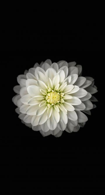 ✓[90+] Amazing White Flower Black White Wallpaper HD Widescreen - Android /  iPhone HD Wallpaper Background Download (png / jpg) (2023)