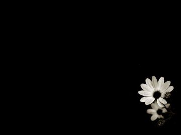 ✓ [90+] Black and White Flower - Android, iPhone, Desktop HD Backgrounds /  Wallpapers (1080p, 4k) (2023)