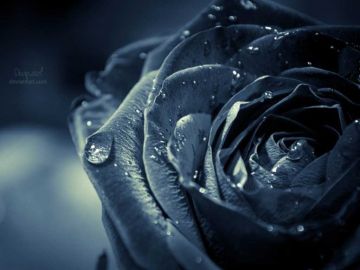 ✓[95+] Black Rose Flower Wallpaper, Full HD 1080p, Best HD Black Rose -  Android / iPhone HD Wallpaper Background Download (png / jpg) (2023)