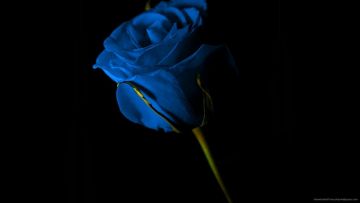 ✓[55+] Blue roses - Android, iPhone, Desktop HD Backgrounds / Wallpapers ( 1080p, 4k) (png / jpg) (2023)
