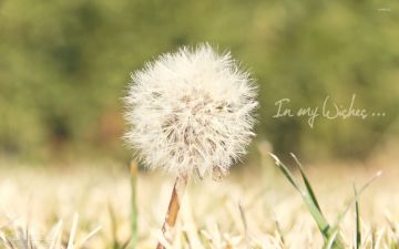 ✓[135+] Dandelion Wallpaper - Abraham Hicks Unconditional Love - Android /  iPhone HD Wallpaper Background Download (png / jpg) (2023)