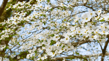 Dogwood Tree - Android, iPhone, Desktop HD Backgrounds / Wallpapers (1080p, 4k)