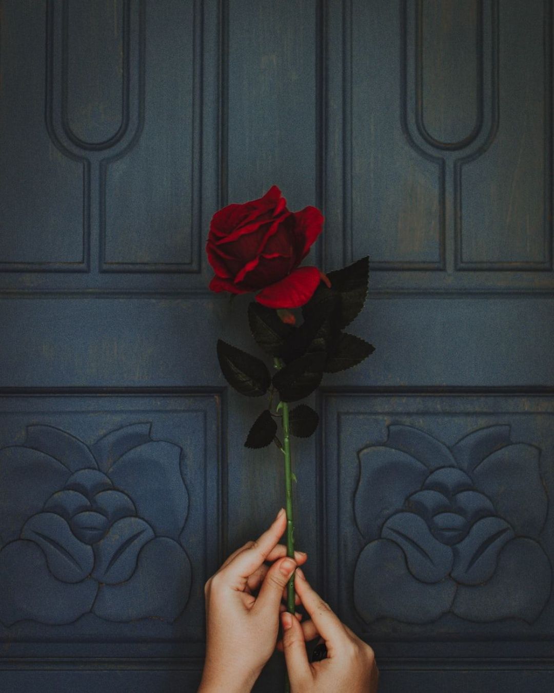 ✓[175+] Rose in hand. HD photo - Android / iPhone HD Wallpaper Background  Download (png / jpg) (2023)
