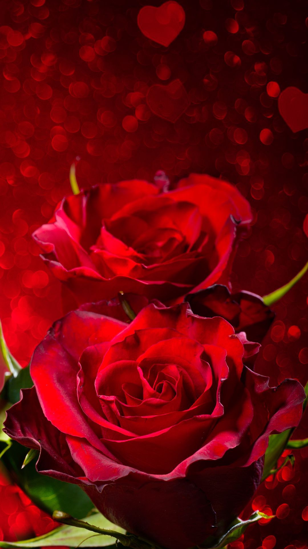 ✓[175+] Red Roses iPhone 6S Plus Wallpaper - Android / iPhone HD Wallpaper  Background Download (png / jpg) (2023)