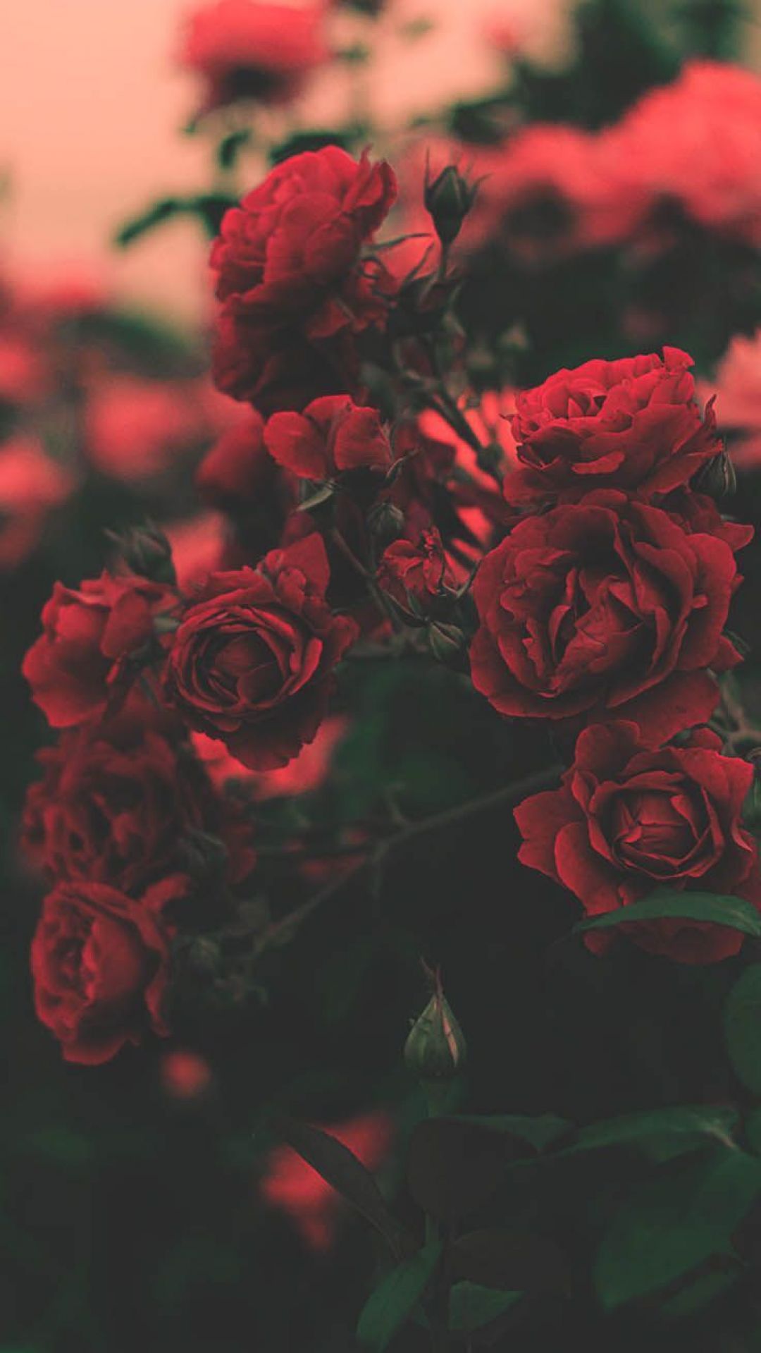 ✓[175+] Floral Roses iPhone Wallpaper By Preppy Wallpaper - Red - Android /  iPhone HD Wallpaper Background Download (png / jpg) (2023)