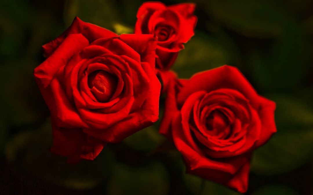 ✓[175+] Red Rose Wallpaper , Download 4K Wallpaper For Free - Android /  iPhone HD Wallpaper Background Download (png / jpg) (2023)
