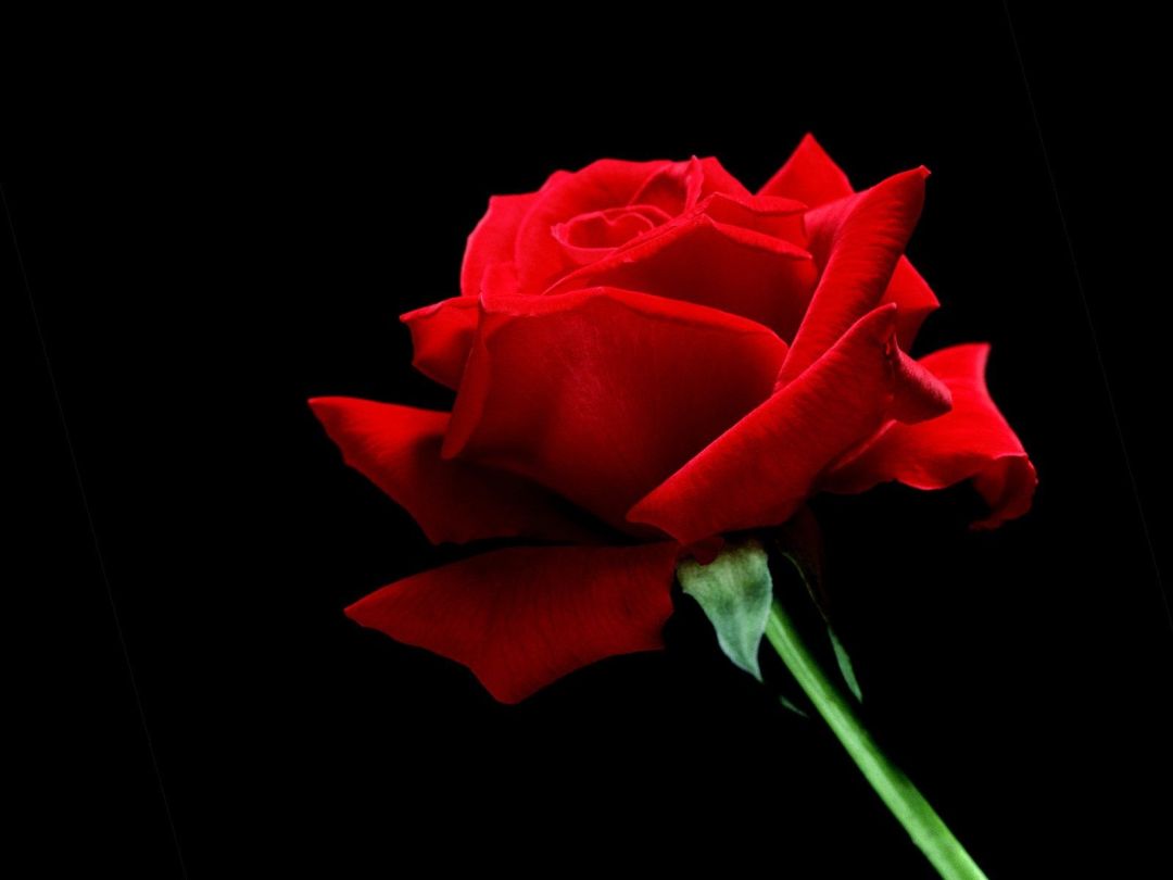 ✓[175+] A Single Red Rose Wallpaper Flowers Nature Wallpaper in jpg -  Android / iPhone HD Wallpaper Background Download (png / jpg) (2023)