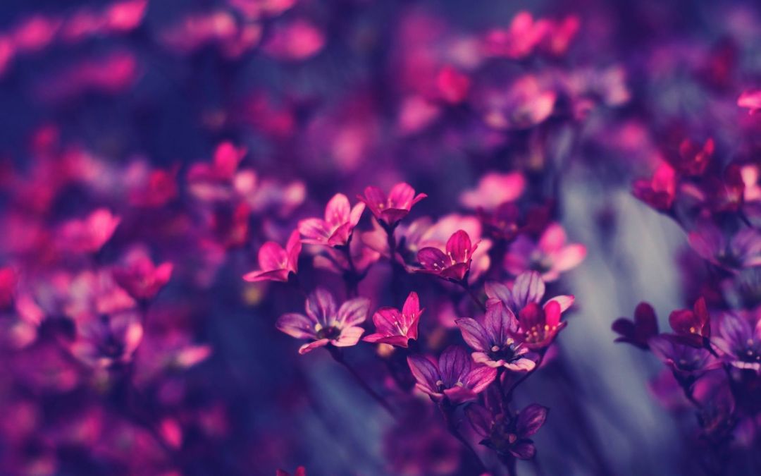 ✓[100+] Free Purple Flower Wallpaper Free - Android / iPhone HD Wallpaper  Background Download (png / jpg) (2023)