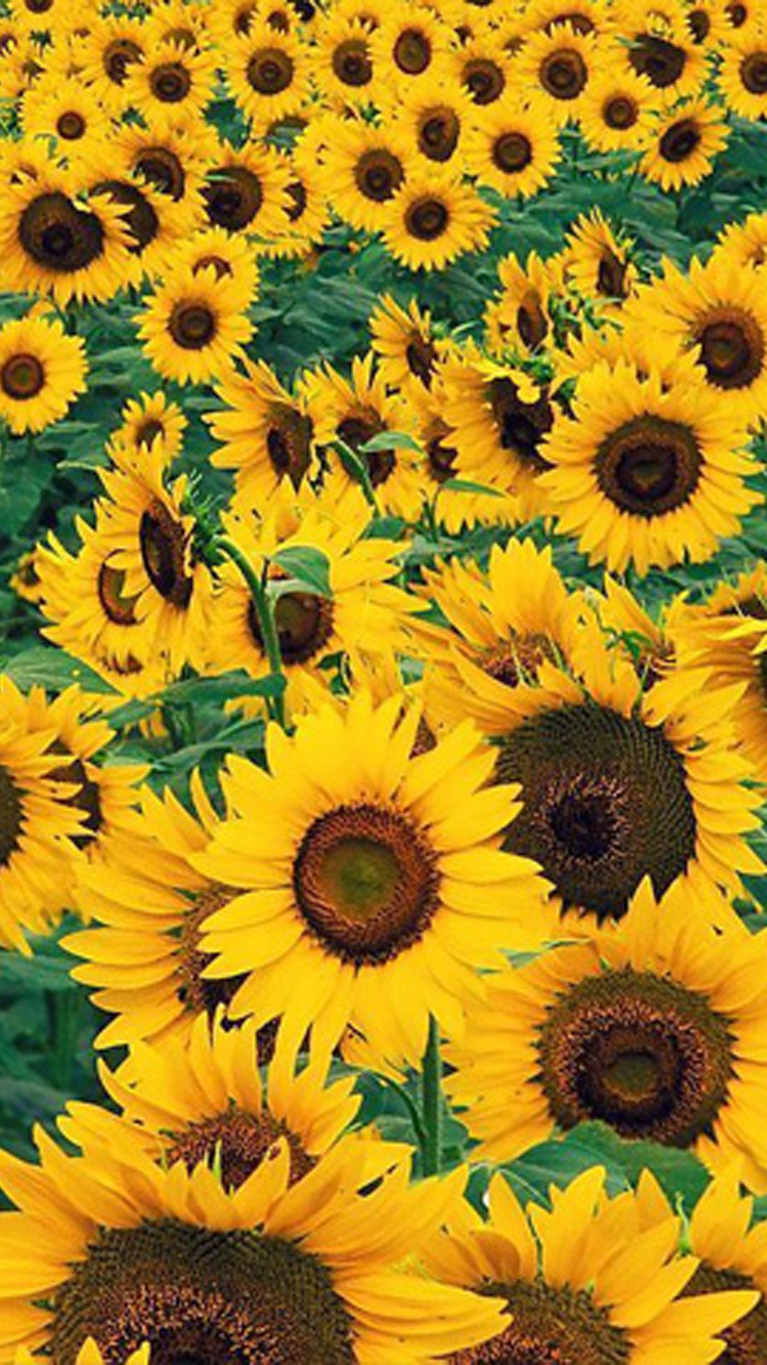 ✓[65+] Sunflower Wallpaper Best Wallpaper. Wallpaper - Android / iPhone HD  Wallpaper Background Download (png / jpg) (2023)