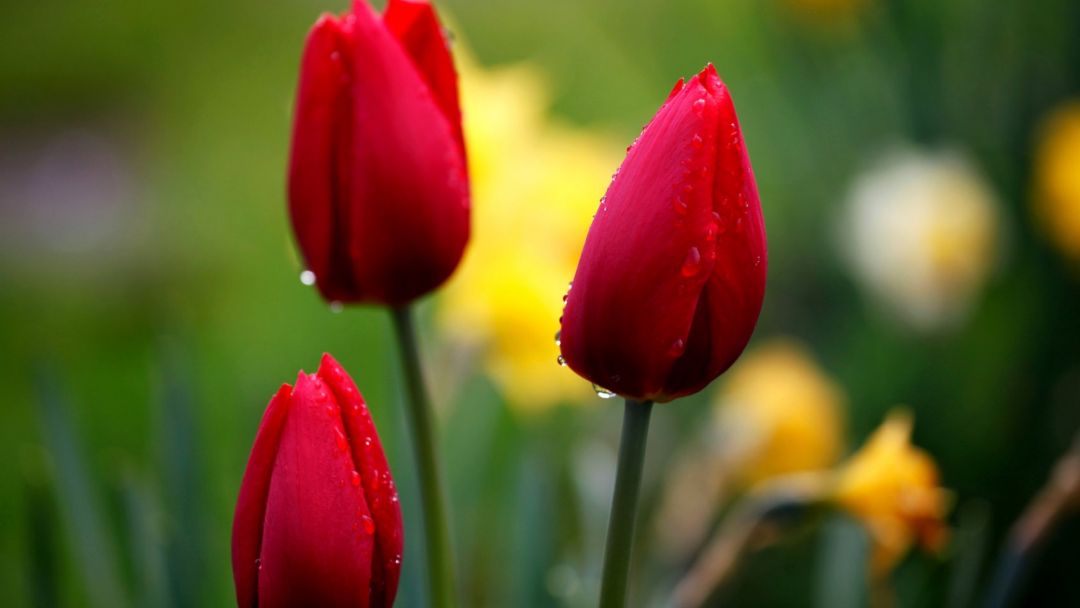 ✓ [70+] Tulip flower - Android, iPhone, Desktop HD Backgrounds / Wallpapers  (1080p, 4k) (2023)