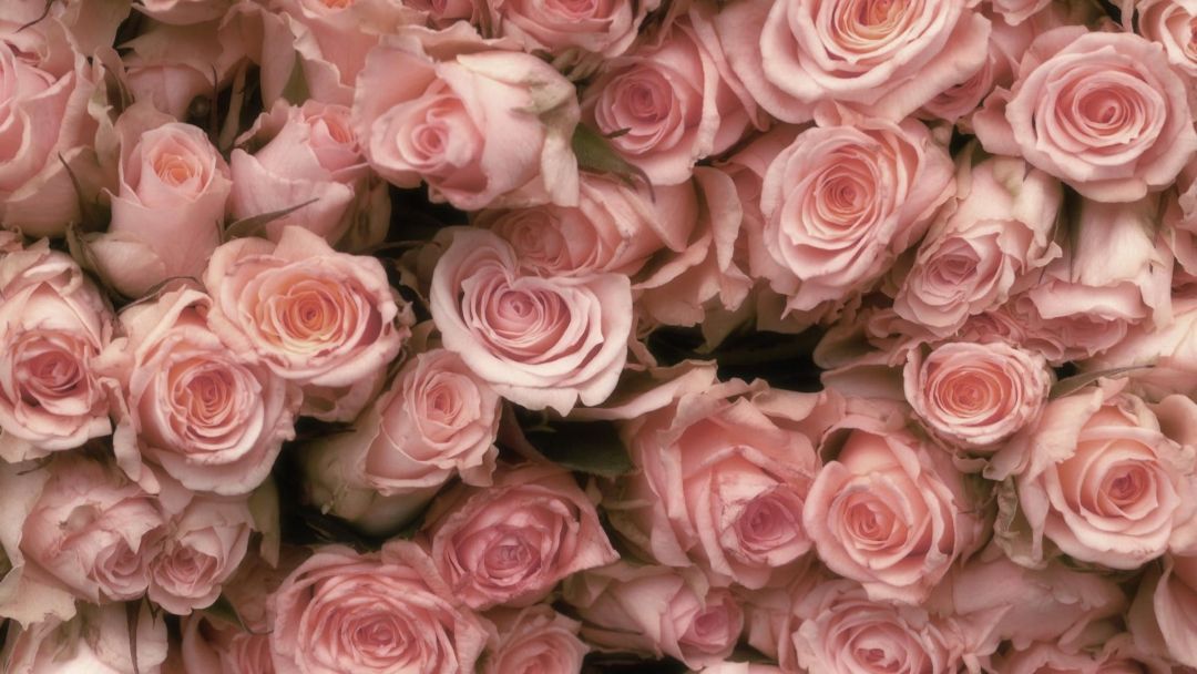 ✓[70+] vintage rose desktop wallpaper vintage pink roses wallpaper HD -  Android / iPhone HD Wallpaper Background Download (png / jpg) (2023)