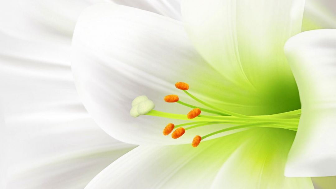 ✓[100+] White Flowers Wallpaper Desktop 1920x1080 px - Android / iPhone HD Wallpaper  Background Download (png / jpg) (2023)