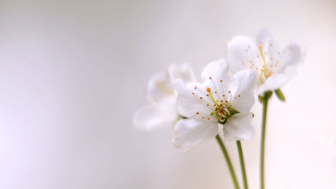 ✓[100+] White Flower Wallpaper - Android / iPhone HD Wallpaper Background  Download (png / jpg) (2023)