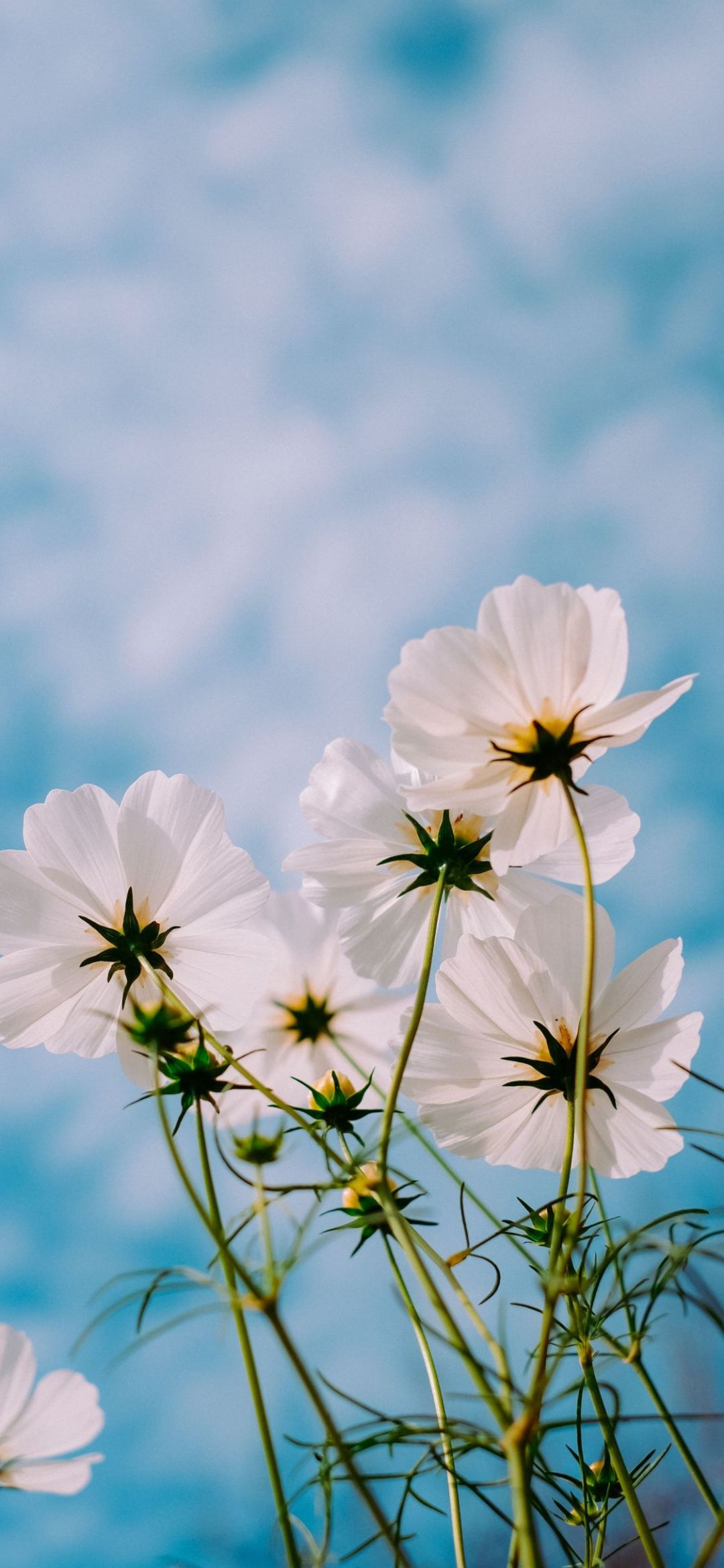 ✓[100+] White Cosmos, Bloom, Plants, Flowers, Wallpaper - Flower - Android  / iPhone HD Wallpaper Background Download (png / jpg) (2023)