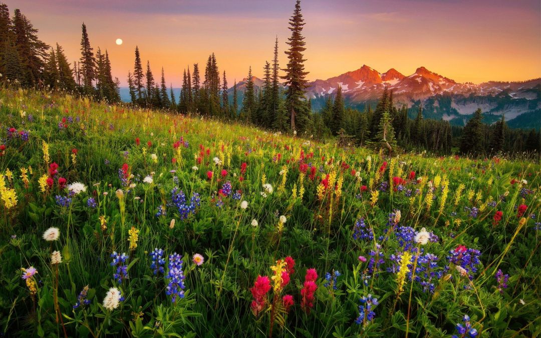 ✓[80+] Mountain wildflowers - Android, iPhone, Desktop HD Backgrounds /  Wallpapers (1080p, 4k) (png / jpg) (2023)