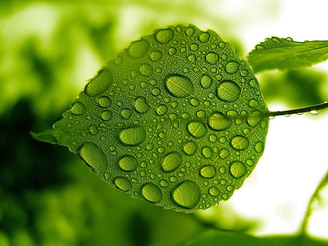 ✓[122195+] Water Drops Leaves Nature Macro - Android / iPhone HD Wallpaper  Background Download (png / jpg) (2023)