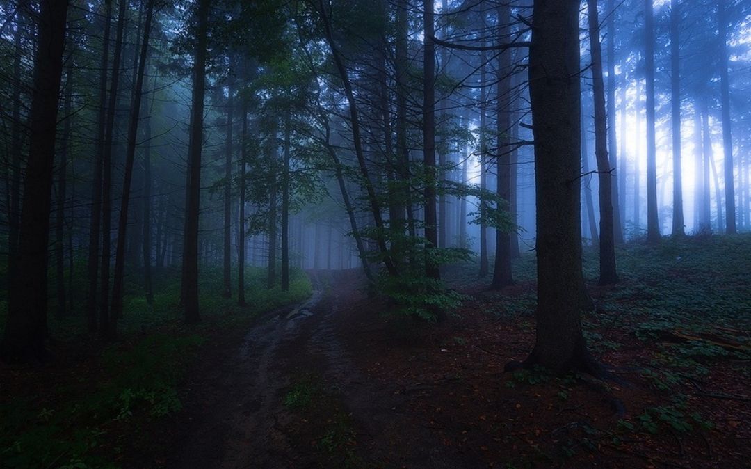 ✓[122195+] Evening Mist Landscape Path Forest Dark Nature Trees - Android /  iPhone HD Wallpaper Background Download (png / jpg) (2023)